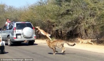 Impala escapando