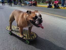 Perro skate