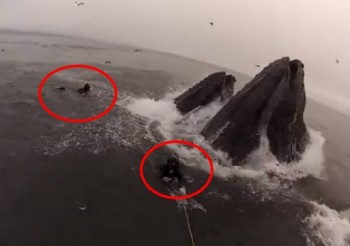 ballenas casi devoran buzos california