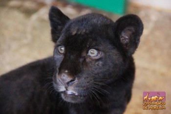 cachorro jaguar Zoológico Morelia