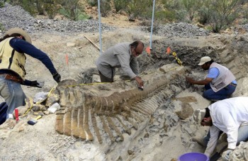 cola de dinosaurio 2 coahuila