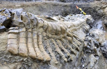 cola de dinosaurio coahuila