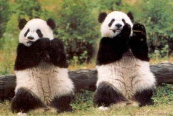 pandas