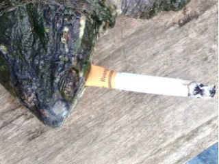 tortuga que fuma 2