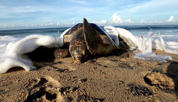 tortuga