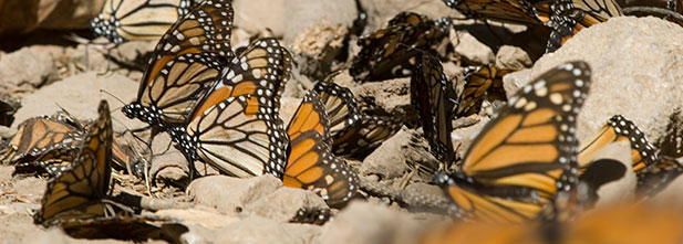 Mariposa Monarca