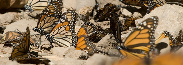 Mariposa Monarca