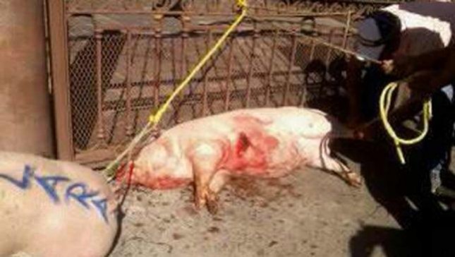 Tabasco maestros puercos