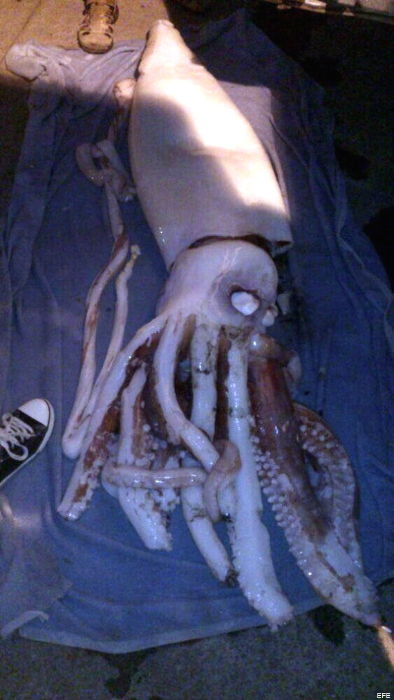 calamar gigante España
