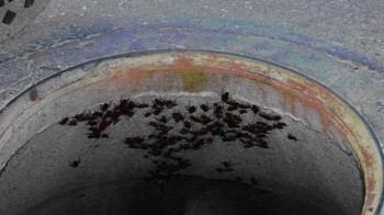 cucarachas