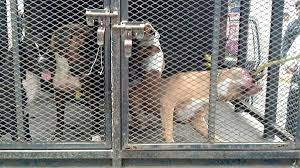 los perros df mataron niño