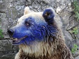 osa tinta azul Bulgaria