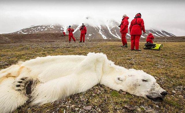 oso polar muerto calentamiento global