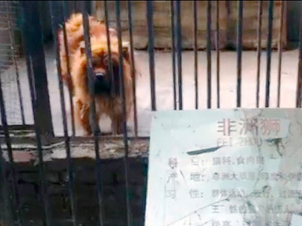 zoológico china perro león