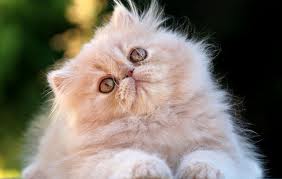 gato persa