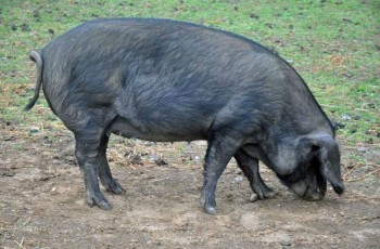 jabali peleonero