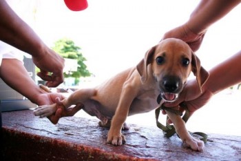 vacunación antirrábica perro cachorro