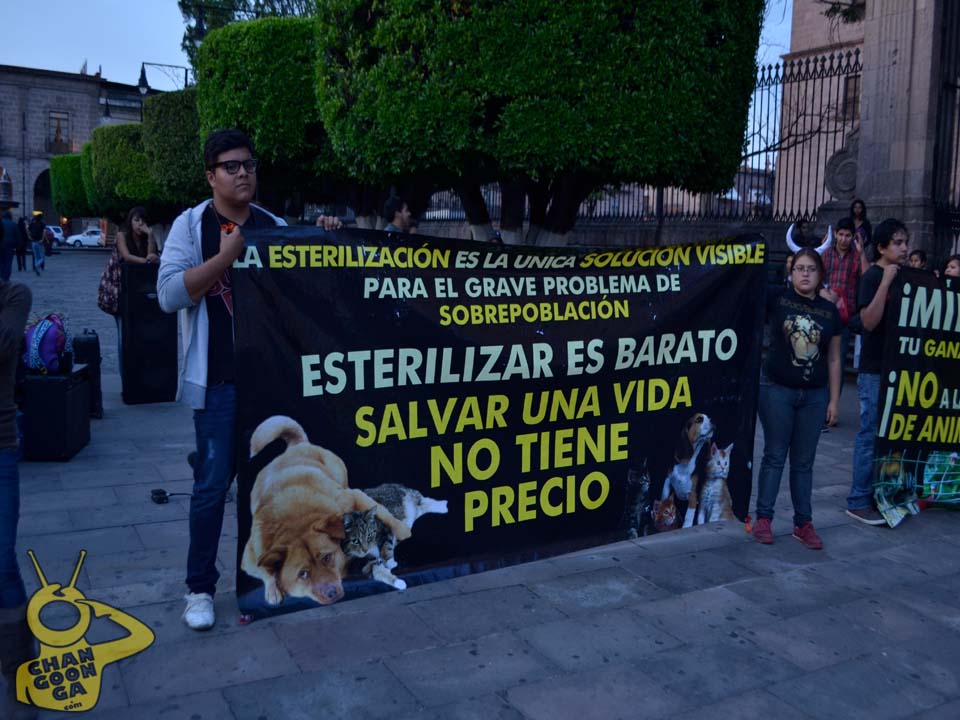 Día Internacional de los Animales Morelia18