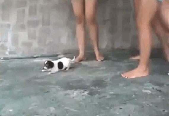 Maltrato Animal mujeres pisotean a un cachorro