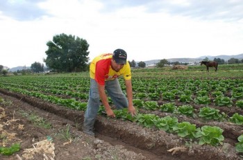 Michoacán productor campo cultivos