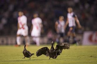 Morelia vs Monterrey patos