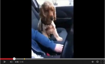 cachorro tiene miedo copiloto