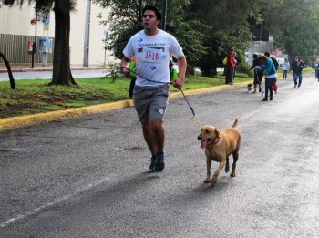 carrera perrun perro corriendo