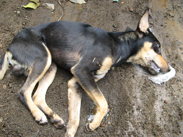 Perro envenenado. Foto de archivo