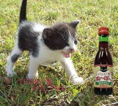 vino para gatos