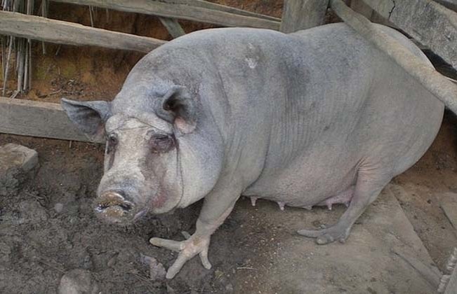 Cerdo con patas de pollo