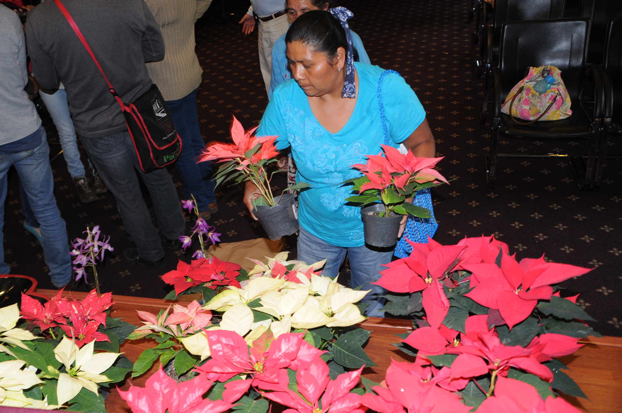 Llega a Morelia la Feria de la Nochebuena y Flores Ornamentales 2