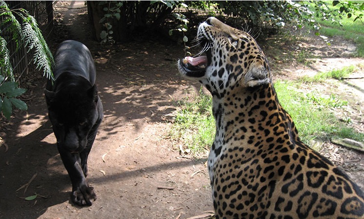 Puma y Jaguar Zoológico de Morelia