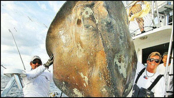 Animalote bajo el mar