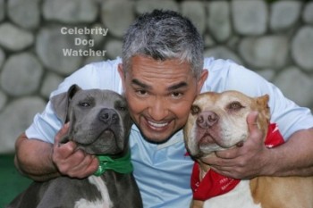 cesar millan encantador de perros