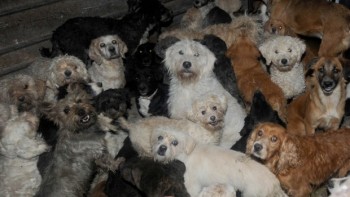 perros desalojados albergue df laura bozzo