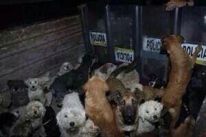 perros desalojados albergue df laura bozzo2