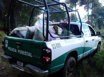 policía forestal Michoacán