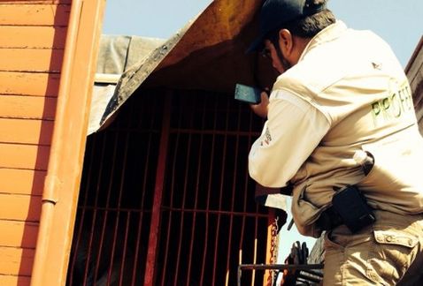 tigres circo chino decomisados 2