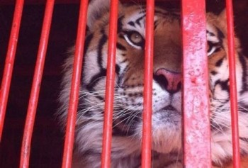 tigres circo chino decomisados
