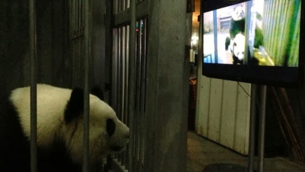 PANDA PORNO