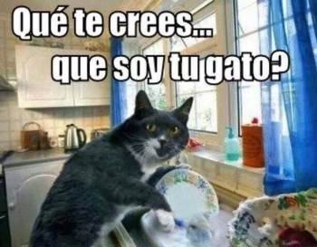 Que soy tu gato o que