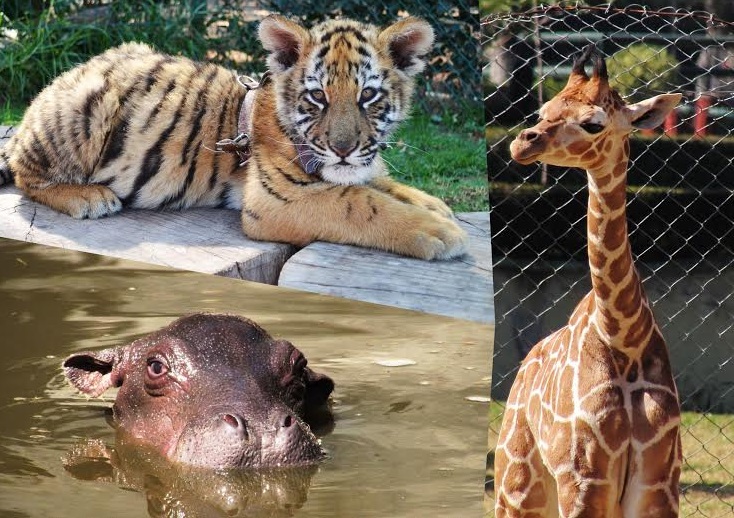 Tigre hipopótamo jifara bebé