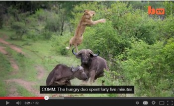 buffalo salva a león