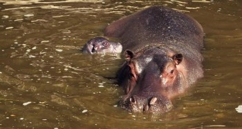 hipopótamo del Nilo Zoológico de Morelia