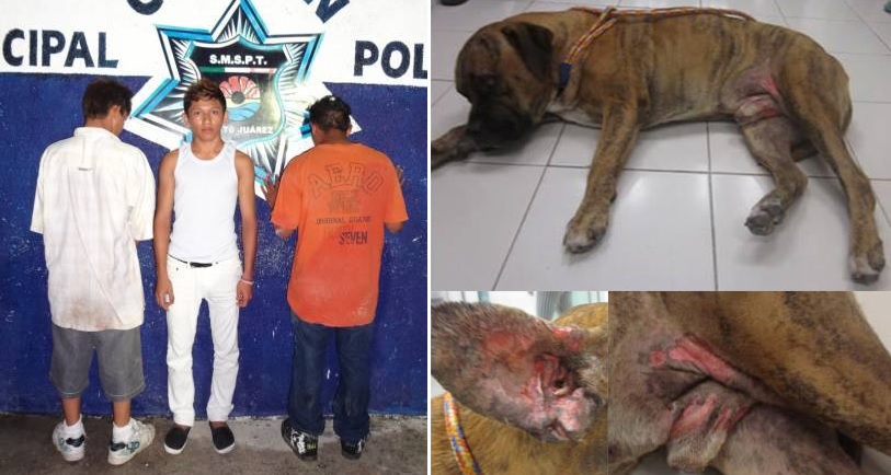 jóvenes cancun quemadores perro