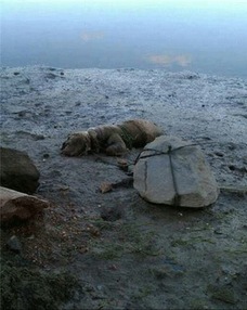 perro atado a piedra