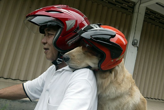 perro en moto AFP