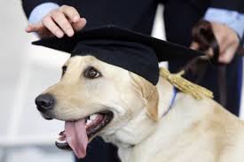 perro graduado