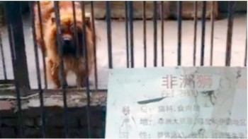 perros disfrazados de leones zoologico de china