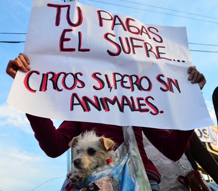 MANIFESTACIÓN CONTRA ANIMALES EN CIRCOS (7)